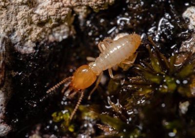 Termite on soil